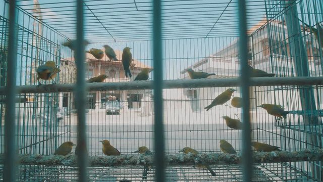 Video of small birds in the cage on the traditonal market in Bali, Indonesia