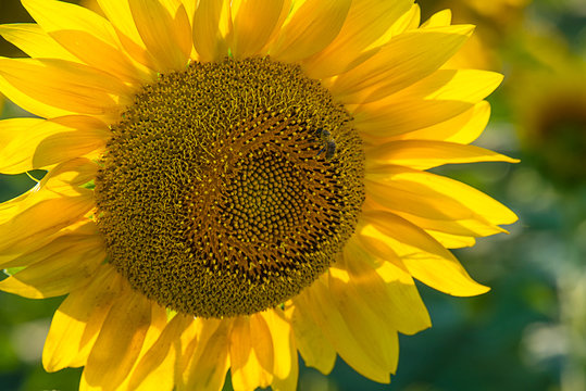 Nicef yellow sunflower