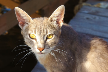 gray cat lynx with big ears and yellow eyes is lying looking homeless in the sun