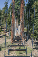 Tree Bridge