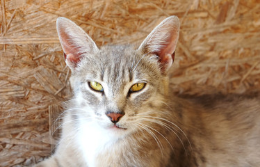 gray cat lynx with big ears and yellow eyes is lying looking homeless evil