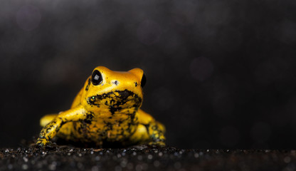 phylobates terribilis