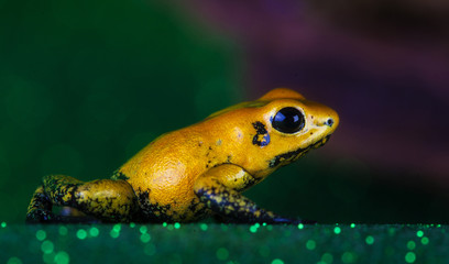 phylobates terribilis