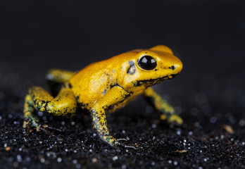 phylobates terribilis