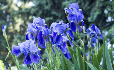 Blue irises in the garden