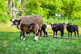 Romanovskaya sheep and lambs
