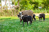 Romanovskaya sheep and lambs