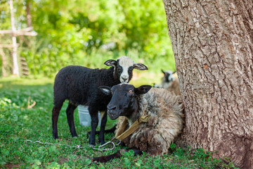 Romanovskaya sheep and lambs
