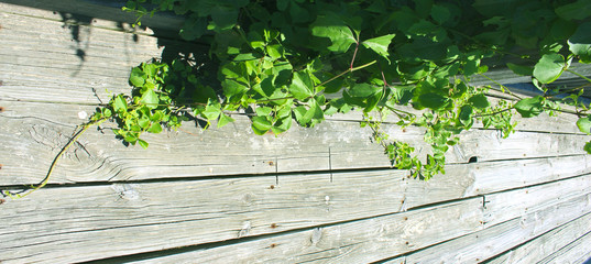 Wooden Planks with Ivy Growing