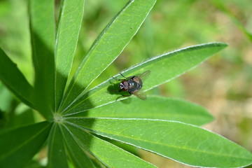 Creature from Lupinus