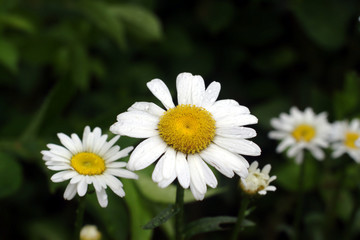 Fototapeta premium Daisy in field