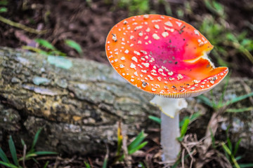 mushroom