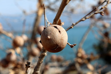 Gall oak, Quercus infectoria tree, Aleppo oak or Manjakani closeup with branches, galls and blue sky in background on sunny winter day