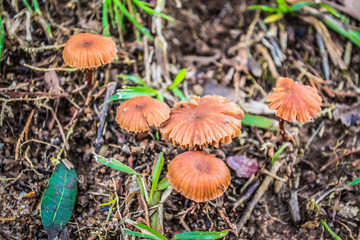 mushroom