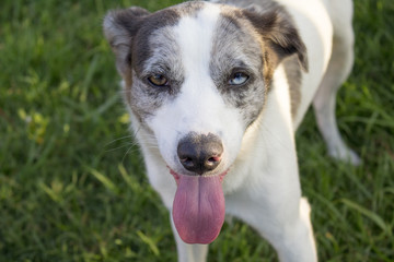 cahorro feliz no quintal
