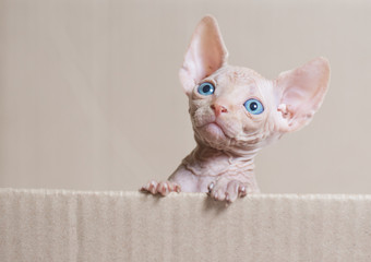 Hairless sphinx cat.