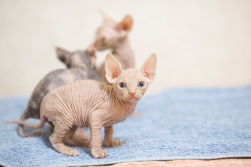 Hairless sphinx cats.