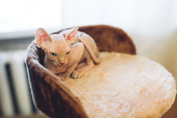 Hairless sphinx cat.