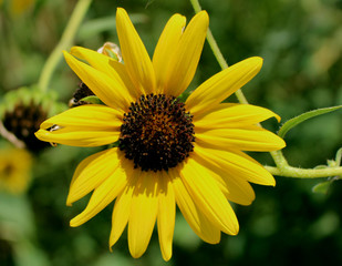 Yellow Sunflower Up Close