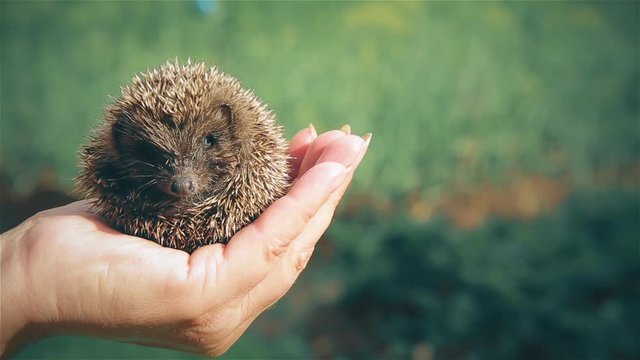 A small beautiful hedgehog sitting on the hand of a woman