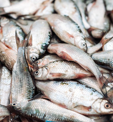 Fresh fish in the store.