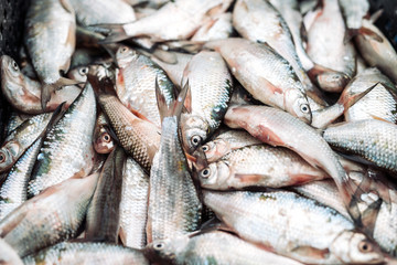 Fresh fish in the store.