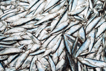 Fish sprats at the fish market. Fresh organic fish.