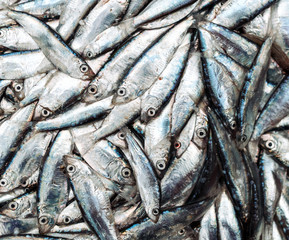 Fototapeta premium Fish sprats at the fish market. Fresh organic fish.
