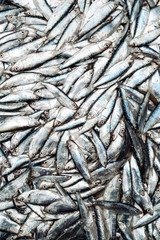 Obraz premium Fish sprats at the fish market. Fresh organic fish.
