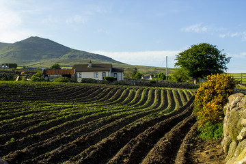 Fototapeta na wymiar A ploughed field ready for seed sowing on the foothills of the Mourne Mountains near Annalong in County Down Northern Ireland