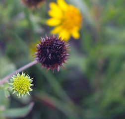 Head of Sunflower with No Petals