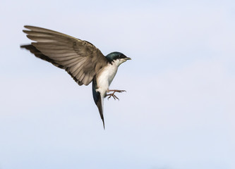 Tree swallow (Tachycineta bicolor) flying, Iowa, USA