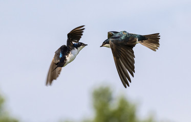 Two Tree swallows (Tachycineta bicolor) interacting in the sky during flight, Iowa, USA