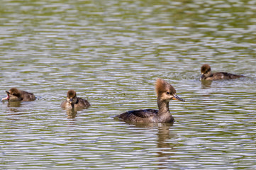 Female hooded merganser (Lophodytes cucullatus) with ducklings, Iowa, USA.