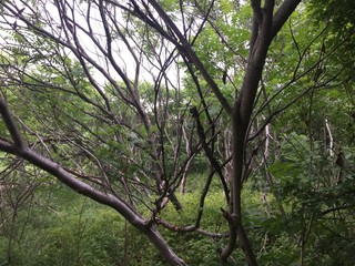 Fototapeta premium a group of trees without leaves
