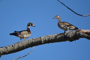 Wood Ducks in a tree