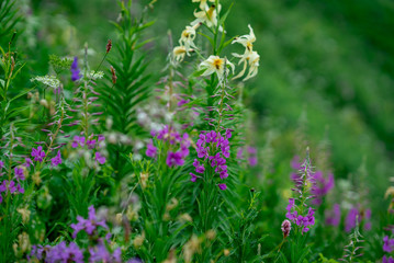 beautiful flowers in Alpine meadows
