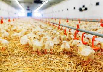 Indoors chicken farm, chicken feeding © davit85