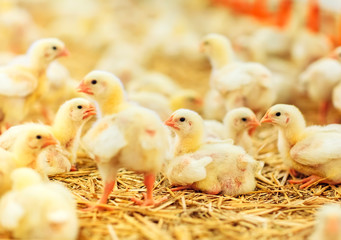 Indoors chicken farm, chicken feeding