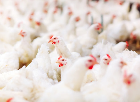 Indoors chicken farm, chicken feeding
