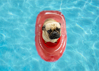 Cute pug dog floating in a swimming pool with a red boat flotation device