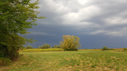 Obraz premium Massive storm with multiple clouds preparing and coming closer over field and trees