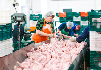 The meat factory. chicken on a conveyor belt.