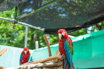 アカコンゴウインコ