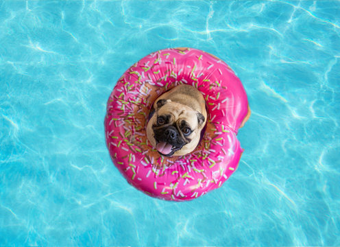 Cute pug dog floating in a swimming pool with a pink donut ring flotation device