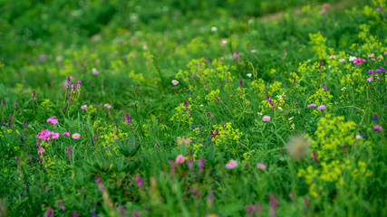 very beautiful flowers in Alpine meadows