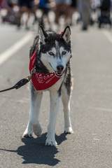 Siberian Huskey puppy wearing red bandana while walking down city street.