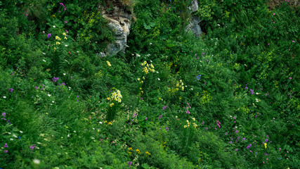 beautiful flowers in Alpine meadows