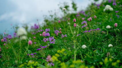 beautiful flowers in Alpine meadows