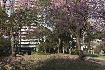 Japanese Square in Curitiba Parana Brazil.